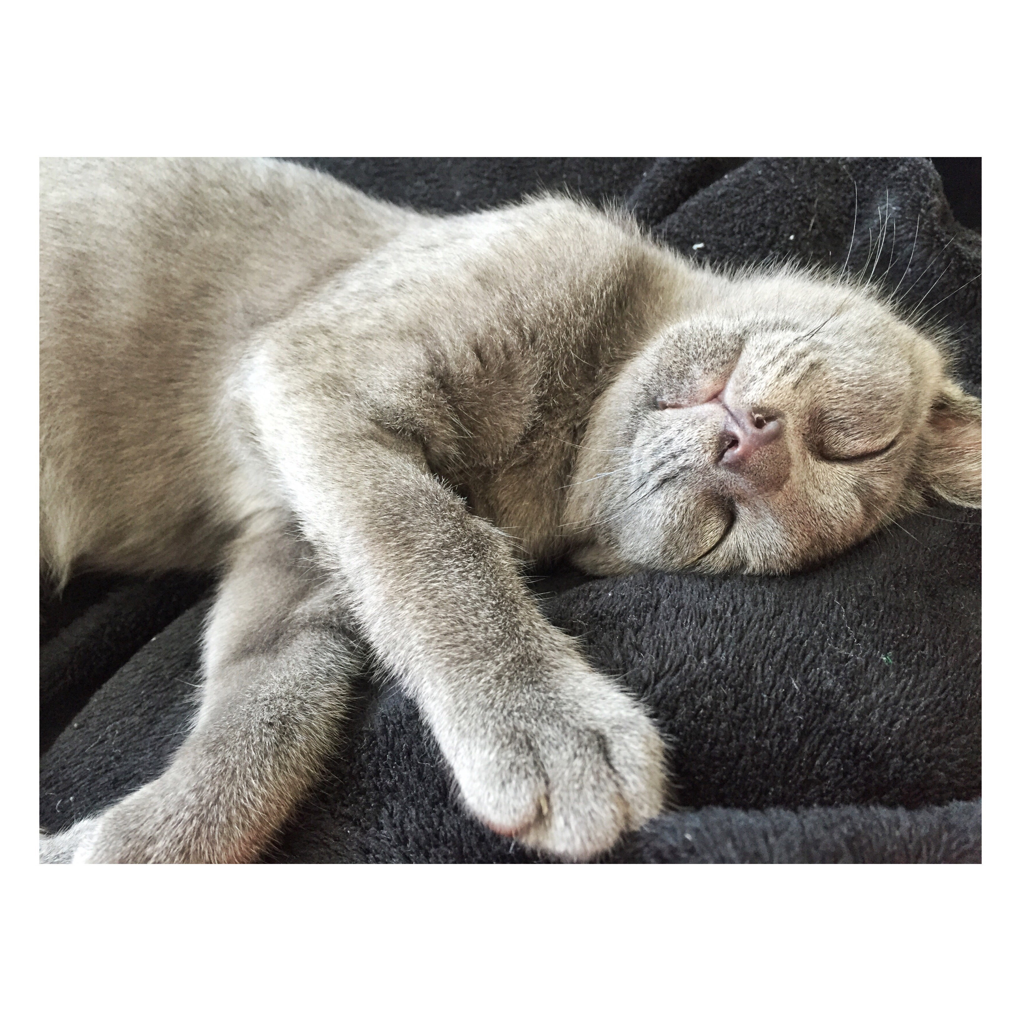 cute kitten sleeping story time